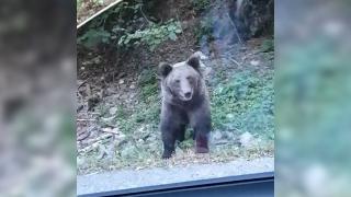 Bărbat atacat şi sfâşiat de urs chiar în spatele casei, în Prahova. Câinii au sărit să-l apere: "Va rămâne mutilat pe tot restul vieţii"