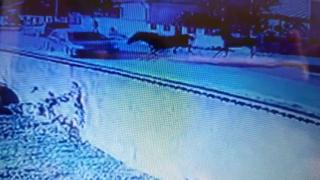 Momentul teribil în care doi cai țâșnesc în mijlocul unui drum național din Teleorman. Unul dintre ei lovește în plin mașina unei familii