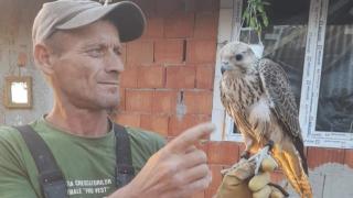"Zeci de mii de euro", picaţi din cer în curtea unui bărbat din Arad. Un uliu de vânătoare, extrem de valoros, a zburat din Slovacia până în România