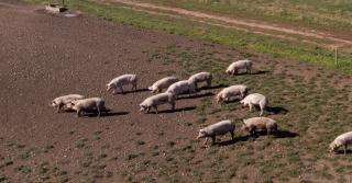 Focar de infecţie în Maramureş: Animale îngropate în câmp şi dejecţii la porţile oamenilor. O fermă de porci funcţionează fără avize, iar autorităţile recunosc acest lucru