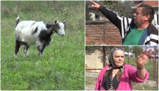 Caprele terorizează un cartier din Deva. Se urcă pe maşini și sar în curţile oamenilor: "Au mâncat via, trandafirii"