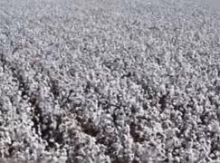 Bumbacul, la cel mai înalt nivel din ultimii ani. Specialiştii se tem de o explozie a preţurilor la haine