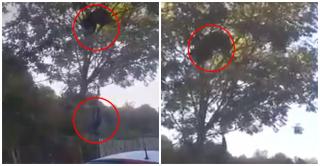 Inconştienţa unui bărbat din Prahova. S-a "jucat" cu ursul, încercând să îl dea jos din copac cu un par. "Când o cădea, face prăpăd!"