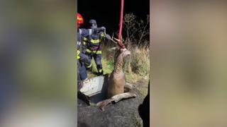 Un cerb căzut într-un canal a fost salvat de pompierii din Târgu Mureş. Trecătorii au fost alertaţi de strigătele disperate ale animalului