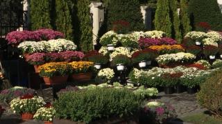 Iaşul se pregăteşte de hramul Sfintei Parascheva. 25.000 de crizanteme vor colora oraşul