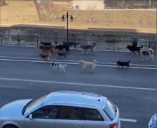 Imagini cu o haită de 17 câini vagabonzi care aproape că a blocat o stradă din Horezu. Oamenii spun că se tem să mai iasă pe stradă cu copiii
