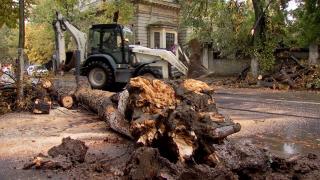 Un copac bătrân s-a prăbuşit din senin în centrul Capitalei. Circulaţia în zonă, blocată zeci de minute