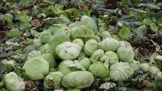 Festivalul verzei de la Frumoasa a ajuns la a 14-a ediție. Conform obiceiului, recolta trebuie strânsă într-o singură zi