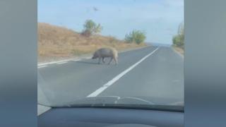 La un pas de tragedie, în Galați. Un șofer a intrat pe contrasens încercând să filmeze un porc care traversa strada