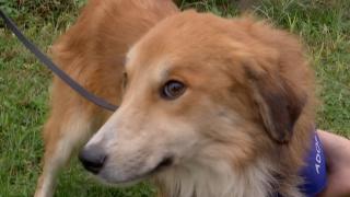 "Adoptaţi, nu cumpăraţi!" Fotbaliștii de la CSU Craiova au intrat pe teren cu căței gata de a-și găsi o familie. Solidaritate la nivelul Ligii 1