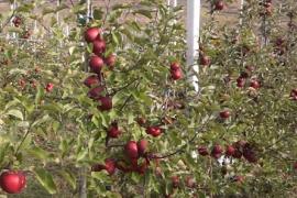 Mere precum cele din grădina bunicilor: Proprietarul unei livezi din Bistriţa-Năsăud îi invită pe turişti să savureze din fructele culese cu mâna lor