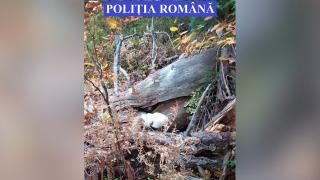 Adevăr sau provocare cu oamenii legii: Un braconier din Bistriţa-Năsăud a acceptat, într-un final, să le arate unde şi-a ascuns arma
