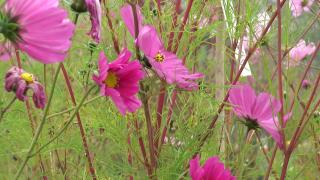 "Clujul cu flori" 2021: Premii pentru cel mai frumos balcon sau cea mai apreciată grădină