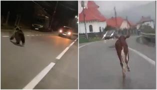 Ursul şi viţelul, dirijori în trafic pe DN 17: "Uite ursuleţul, mă. Săracul, ce fuge, uite la el, mă..."