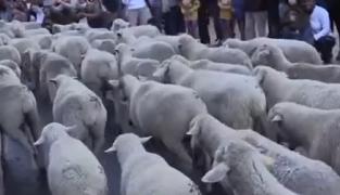 Mii de oi au traversat capitala Spaniei. Festivalul celebrează deplasarea sezonieră între păşunile de la munte şi adăposturile din văi