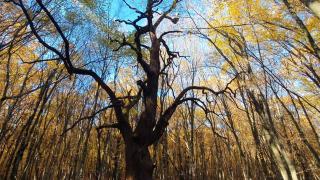 La umbra stejarilor de 800 de ani: Un peisaj de poveste pentru iubitorii de drumeţii, chiar în inima judeţului Mureş