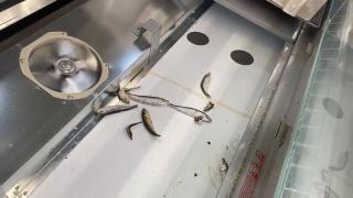 Pericolul din supermarket: Produse expirate sau stricate şi multă mizerie. Două magazine ar putea fi închise pentru jumătate de an