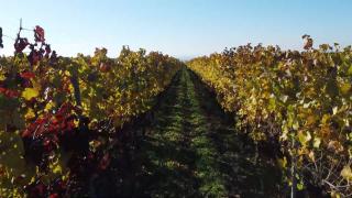 România se laudă cu cea mai mare producţie de struguri din ultimele patru decenii. Secretul prin care se obţine savoarea cuceritoare a vinului