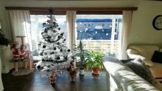 Brad de Crăciun în mijlocul toamnei. Unii oameni nu mai ţin cont de data din calendar şi s-au apucat să-şi împodobească casele