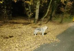 Mesaj RO-Alert după ce un "lup" fioros ar fi fost văzut platoul Corneşti. Bestia nu era decât un câine rătăcit de stăpân