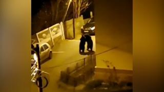 Doi urşi, goniţi de un câine, pornesc o "luptă" spectaculoasă pe străzile din Buşteni