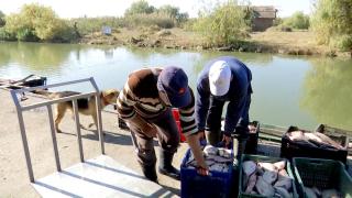 Industria piscicolă din România, ruinată de investiţiile fără cap. De bursele de peşte s-a ales praful, iar fabricile închise stau mărturie pentru anii de glorie demult apuşi