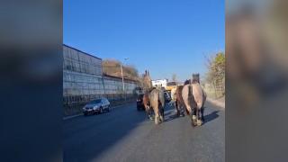 Peste 10 cai "maidanezi" îi terorizează pe șoferii din Dej. Deși au provocat mai multe tragedii pe șosea, polițiștii nu îi ridică