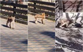 Pui de râs, surprins plimbându-se printr-o gospodărie din Suceava