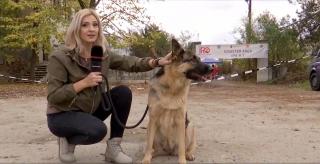 Cei mai buni câini de salvare din lume se întrec la Craiova pentru titlul mondial