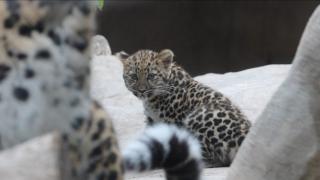Un pui de leopard Amur, prima apariţie în faţa vizitatorilor, la o grădină zoo din California