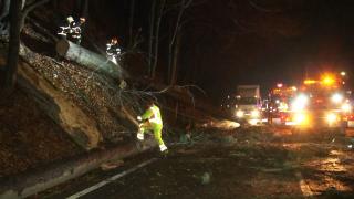 Nervii şoferilor, din nou puşi la încercare. Circulaţia a fost paralizată pe DN1, după ce doi brazi au căzut pe şosea