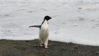 Un pinguin a apărut pe coasta Noii Zeelande, la 3.000km depărtare de habitatul său natural. Un localnic a crezut că e o jucărie
