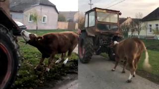 Imagini revoltătoare surprinse în Timiş. O vacă a fost legată de tractor şi târâtă câteva sute de metri, pe uliţele satului