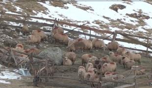 Bâlea Lac a devenit platou de filmare pentru filmul "The legend of Ochi". Localnic: Sunt folosite oile noastre autohtone