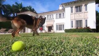 Cel mai bogat câine din lume îşi vinde conacul. Câţi bani va încasa patrupedul după vânzarea casei care a aparţinut Madonnei