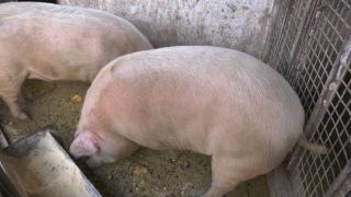 Cât costă carnea de porc de Crăciun. Cei mai mulţi clienţi vor ca animalele să fie hrănite ecologic