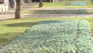 Ciorile au produs pagube de 10.000 de euro la Iaşi. Plasele de protecţie montate la tot pasul răpesc frumuseţea oraşului