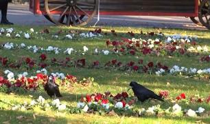 Ciorile au pus stăpânire pe cel mai mare parc din Iaşi. Ciupesc florile și lasă mizerie peste tot, iar Primaria pierde bani pe bandă rulantă