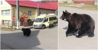 Panică la Cerașu, în Azuga, după ce un urs și-a făcut apariţia în fața școlii. Copiii erau la cursuri