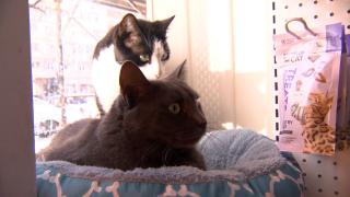 Românii, mari iubitori de pisici. Țara noastră are cele mai multe feline pe cap de locuitor din UE