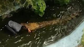 Un turist din Filipine a fost atacat de un crocodil de 12m. Bărbatul a crezut că reptila este de plastic