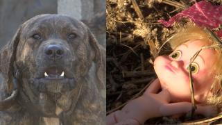 Fetiţă de 4 ani din Tulcea, sfâşiată de un câine de luptă jumătate pitbull, jumătate rottweiler. Bunica a salvat-o pe copilă în ultima clipă