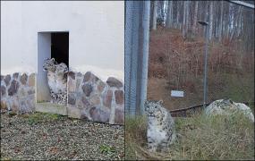 Doi leoparzi ai zăpezilor, o nouă atracţie turistică la Grădina Zoologică din Braşov