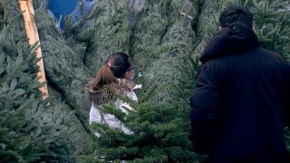 Cât costă bradul de Crăciun în 2021. Marile magazine au venit deja cu primele oferte