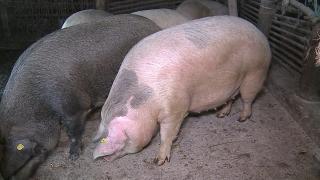 Porci sacrificaţi mai devreme, de teama pestei porcine într-o comună din Mureş: "Decât aşa, să vină cineva să ni-l ia, e mai bine aşa"