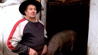 Fermierii, obligați prin lege să schimbe meniul porcilor și să intre în coteț cu botoșei. ”Aștia care fac legile nu știu cum arată porcul”