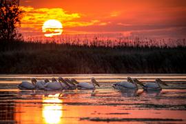 Ne vom pierde Delta Dunării. România nu a făcut mai nimic pentru a opri procesul natural, ba chiar l-a accelerat