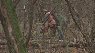 Defrişare masivă în cel mai mare parc din Buzău: Copacii ar fi fost afectaţi de o ciupercă