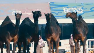 Zeci de cămile descalificate de la Festivalul Mondial pentru că au fost injectate cu botox şi au primit liftinguri faciale