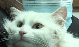 Un document intern le impune pompierilor suceveni să nu mai dea pisicile jos din copac